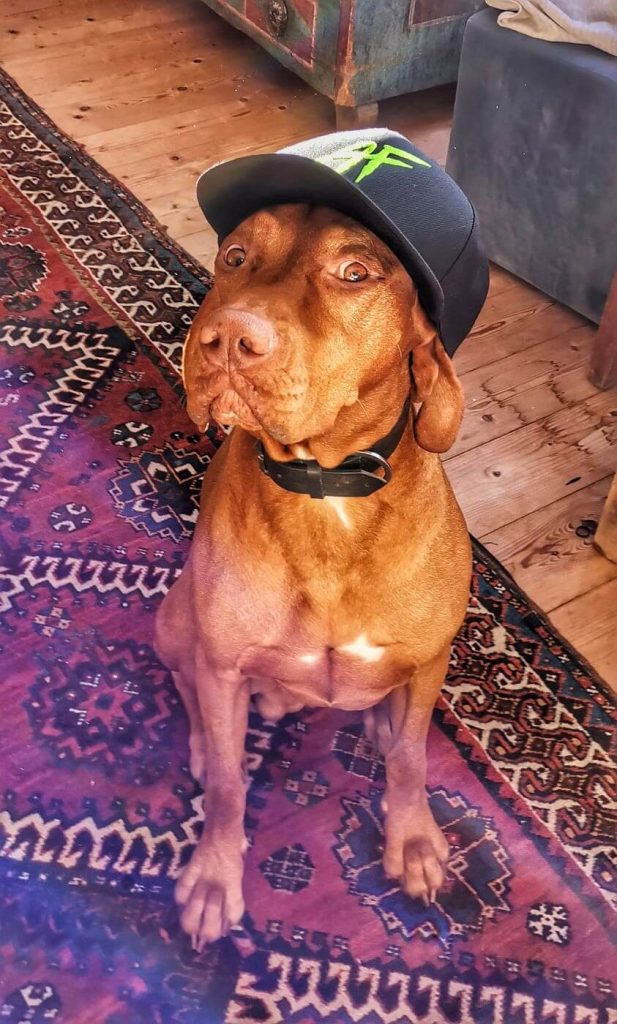 AF Hund Henry